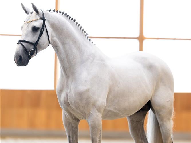STALLIONS